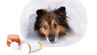 Köpeklerde Hastalıklara Giriş