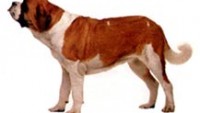 Köpeğin Evrimi