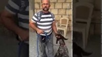Av Eğitimi
