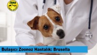 Zoonoz