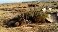 İngiliz pointer’imin tavşana ferması
