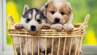 Köpeğe Yakın Bakış