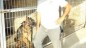 Yeni Düzen Gazetesi – İrma Köpek Çiftliği-Serhatköy