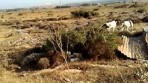 İngiliz pointer’imin tavşana ferması