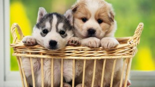 Köpeğe Yakın Bakış