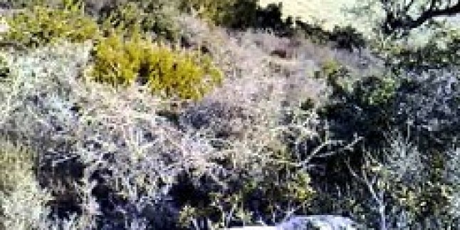 İngiliz ve Seterin tavşana ferması