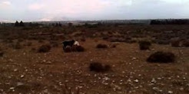 Cambo’nun tavşana ferması