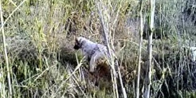 Seter’in tavşana ferması