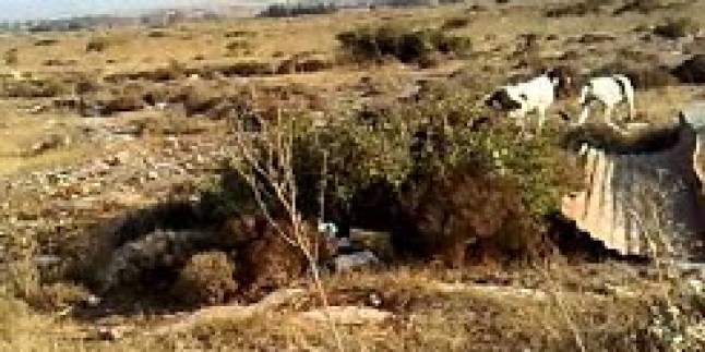 İngiliz pointer’imin tavşana ferması